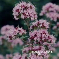 Image 5 of All Purpose Salve