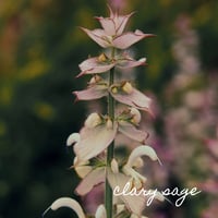 Image 5 of Healing Balm