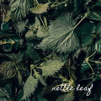 Image 2 of Nettle Lime Lipbalm