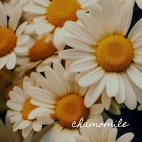 Image 2 of Botanical Beauty