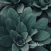 Image 2 of Herbal Smoke