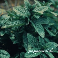 Image 2 of Digestive Bitters