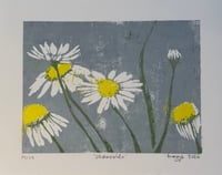 Chamomile (limited edition)