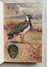 Image 4 of A second book of British Birds and their nests