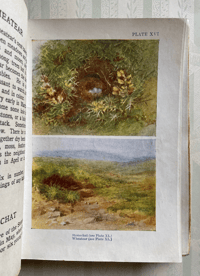 Image 2 of Nests and Eggs Shown to the Children 