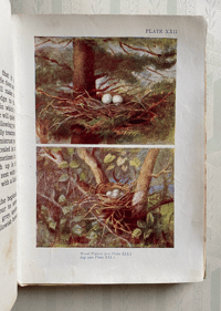 Image 4 of Nests and Eggs Shown to the Children 