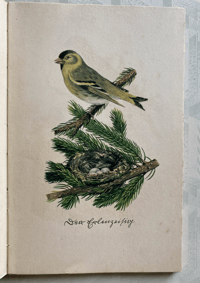 Image 3 of German Bird Book Insel Bucherei No:100