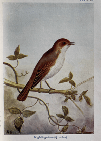 Image 4 of Birds Shown to the Children