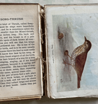 Image 3 of Birds Shown to the Children