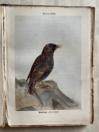 Image 5 of Birds Shown to the Children