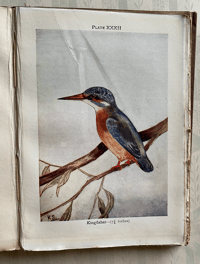 Image 6 of Birds Shown to the Children