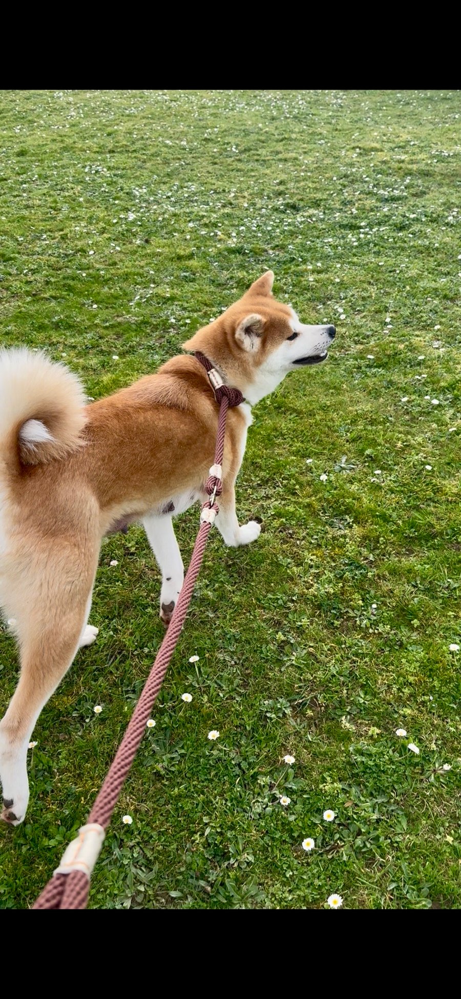 Image of Laisse lasso marron doré 2026 