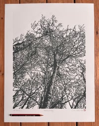 Image 5 of Woodland Edge (version 3)