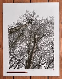 Image 5 of Woodland Edge (version 2)