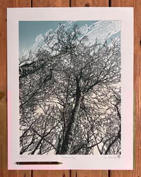 Image 4 of Woodland Edge (version 1)