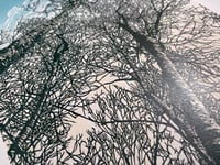 Image 5 of Woodland Edge (version 1)