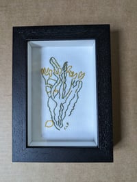 Image 1 of Seaweed 1