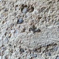 Image 7 of NESRAMNA KOLEKCIJA - jekelni uhan nesramne besede // THE RUDE COLLECTION - jekelni uhan rude words