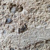 Image 9 of NESRAMNA KOLEKCIJA - jekelni uhan nesramne besede // THE RUDE COLLECTION - jekelni uhan rude words