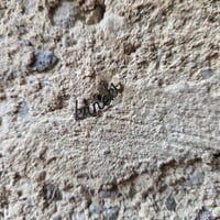 Image 10 of NESRAMNA KOLEKCIJA - jekelni uhan nesramne besede // THE RUDE COLLECTION - jekelni uhan rude words