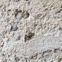 Image 11 of NESRAMNA KOLEKCIJA - jekelni uhan nesramne besede // THE RUDE COLLECTION - jekelni uhan rude words