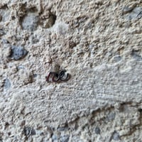 Image 12 of NESRAMNA KOLEKCIJA - jekelni uhan nesramne besede // THE RUDE COLLECTION - jekelni uhan rude words