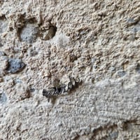 Image 13 of NESRAMNA KOLEKCIJA - jekelni uhan nesramne besede // THE RUDE COLLECTION - jekelni uhan rude words