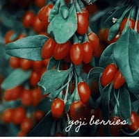 Image 4 of Mushroom Elixir