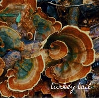 Image 2 of Mushroom Elixir