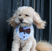 Image 2 of Mister Hoppy