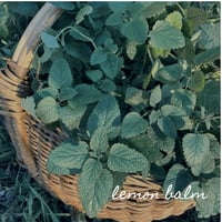 Image 2 of Lemon Balm