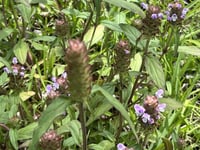 Image 2 of Self-Heal Herbal Salve, 2 oz Glass Jar, Organic Ingredients, Self-Heal Infused Herbal Balm