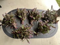 Image 3 of Self-Heal Herbal Salve, 2 oz Glass Jar, Organic Ingredients, Self-Heal Infused Herbal Balm