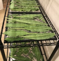 Image 3 of Comfrey Salve 2 oz Glass Jar, Organic Ingredients, Small Batch Handcrafted