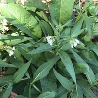 Image 5 of Comfrey Salve 2 oz Glass Jar, Organic Ingredients, Small Batch Handcrafted