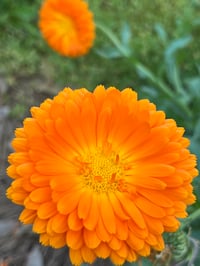 Image 3 of Calendula Soap, Natural Calendula Blossom Essential Oil Soap