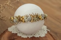 Newborn/Sitter Halo 288