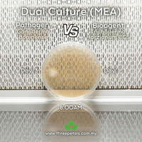 Image 3 of Wood Mold CCS (Trichoderma Harzianum) Live Mycelium Mushroom Culture Spawn Seed