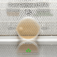 Image 3 of Wood Mold (Trichoderma Longibrachiatum) Live Mycelium Mushroom Culture Spawn Seed