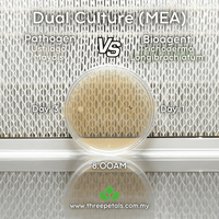 Image 4 of Wood Mold (Trichoderma Longibrachiatum) Live Mycelium Mushroom Culture Spawn Seed