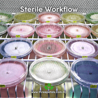 Image 5 of Wood Mold (Trichoderma Longibrachiatum) Live Mycelium Mushroom Culture Spawn Seed