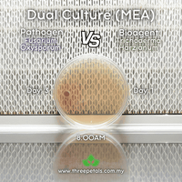 Image 2 of Wood Mold (Trichoderma Harzianum) Live Mycelium Mushroom Culture Spawn Seed