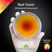 Image 1 of Red Yeast (Monascus Purpureus) Live Mycelium Mushroom Culture Spawn Seed