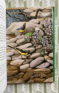 Image 3 of What to look for in Spring a Ladybird nature book