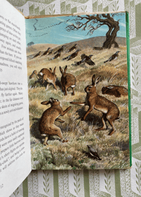 Image 4 of What to look for in Spring a Ladybird nature book