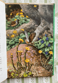 Image 5 of What to look for in Spring a Ladybird nature book