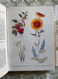 Image 5 of The Book of Garden Flowers by G.Phillips