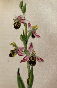 Image 6 of Flowers And Their Associations by Anne Pratt