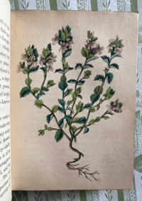 Image 5 of Flowers And Their Associations by Anne Pratt