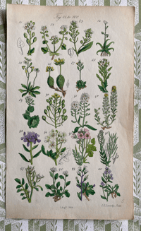 British Wild Flower Illustration (D)